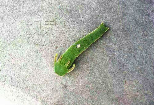 植物园惊现"龙头"毛毛虫 瞬间吸粉成"网红"
