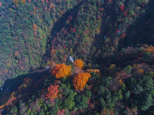 重庆的秋天很短 金佛山11月的彩林却不容错过